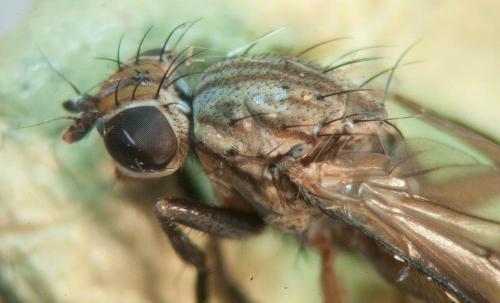 Pherbellia cinerella